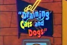 Draining Cats And Dogs The Cartoon Pictures