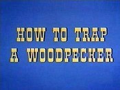 How To Trap A Woodpecker Pictures Cartoons