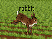 Rabbit Picture Into Cartoon